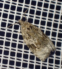 Apotomis lineana
