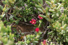 Delosperma robustum