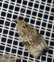Apotomis lineana