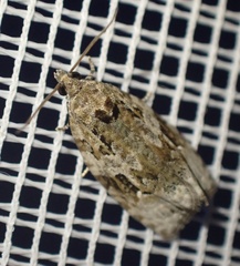 Apotomis lineana