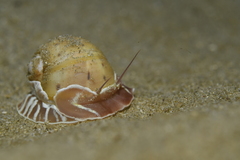 Naticarius alapapilionis