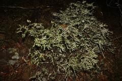 Styphelia biflora