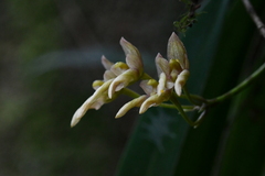 Bulbophyllum umbellatum