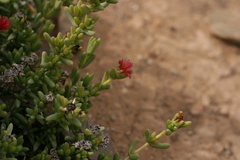 Delosperma robustum