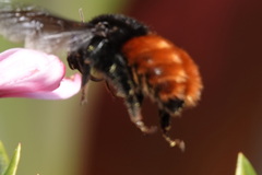 Bombus excellens