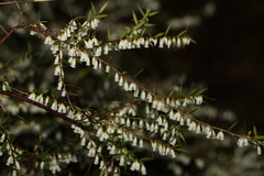 Styphelia biflora