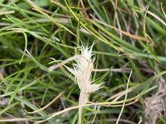 Rytidosperma setaceum