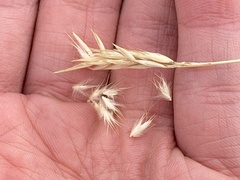 Rytidosperma setaceum