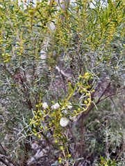 Acacia wilhelmiana