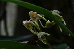 Bulbophyllum umbellatum