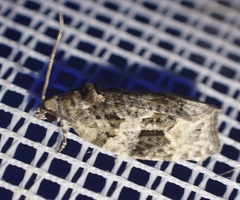 Apotomis lineana