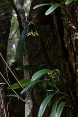Bulbophyllum umbellatum