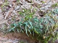 Cladonia coniocraea