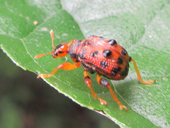 Paroplapoderus turbidus