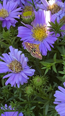 Pyrausta aurata