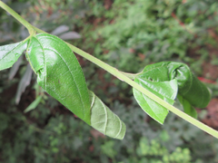 Paroplapoderus turbidus