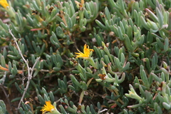 Malephora thunbergii