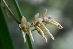 Bulbophyllum umbellatum