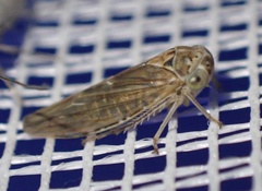 Idiocerus stigmaticalis