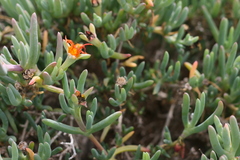 Malephora thunbergii