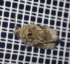 Apotomis lineana