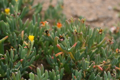 Malephora thunbergii