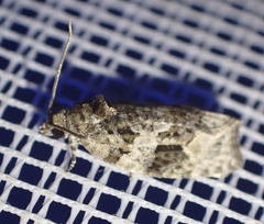Apotomis lineana