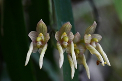 Bulbophyllum umbellatum