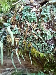 Cladonia coniocraea