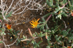 Malephora thunbergii