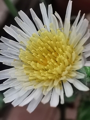 Sonchus oleraceus