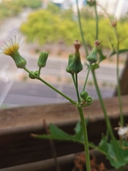 Sonchus oleraceus