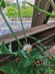 Sonchus oleraceus