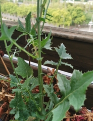 Sonchus oleraceus