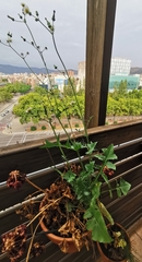 Sonchus oleraceus