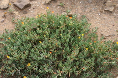 Malephora thunbergii