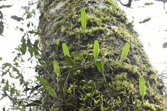 Bulbophyllum melanoglossum