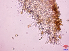 Hebeloma quercetorum