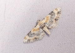 Eupithecia linariata