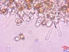 Hebeloma quercetorum