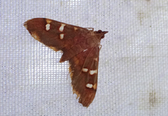 Prophantis