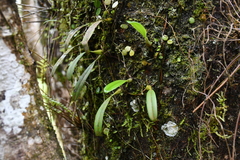 Bulbophyllum melanoglossum