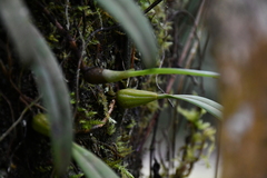 Bulbophyllum melanoglossum