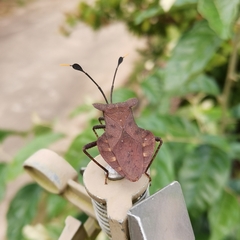 Dalader planiventris