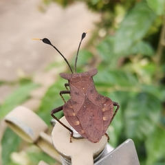 Dalader planiventris