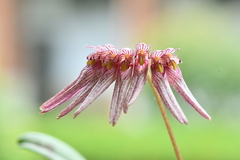Bulbophyllum melanoglossum
