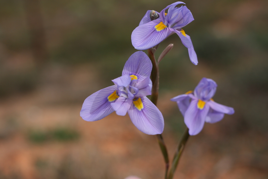 Polyanthes