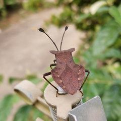 Dalader planiventris