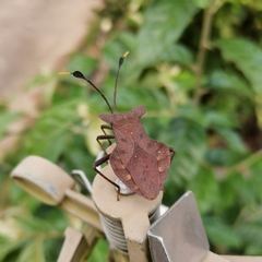 Dalader planiventris