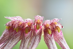 Bulbophyllum melanoglossum